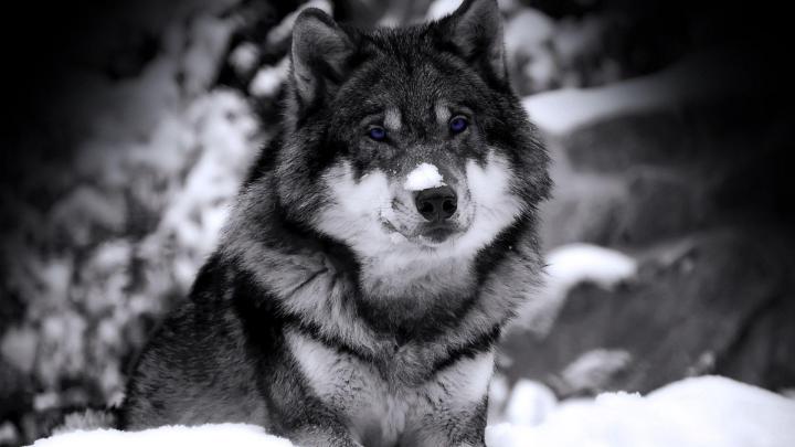 Wolf Wallpapers 1920x1080