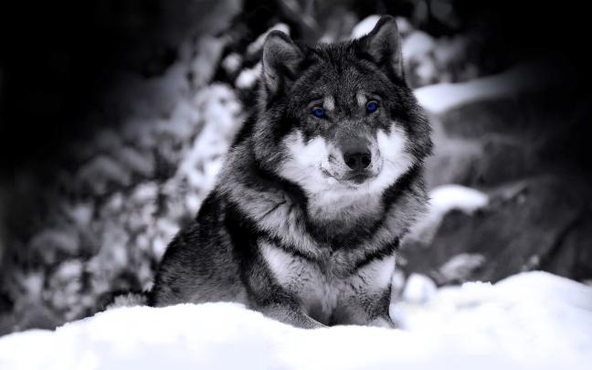 10 New Black Wolf Wallpaper 1920X1080 FULL HD 1920\u00d71080 For PC Desktop 2020