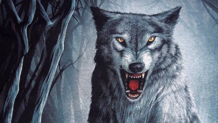Wolf Wallpapers 1920x1080