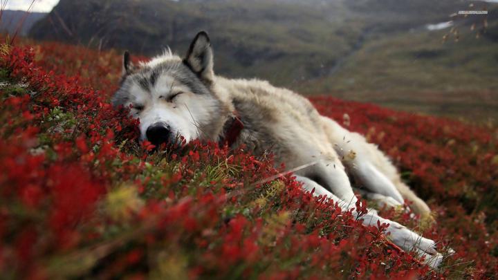 Wolf Wallpapers 1920x1080