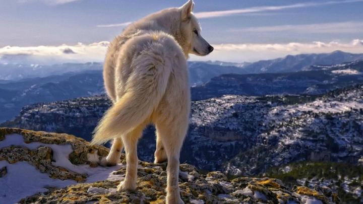 White Wolf Wallpapers - Top Free White Wolf Backgrounds - WallpaperAccess