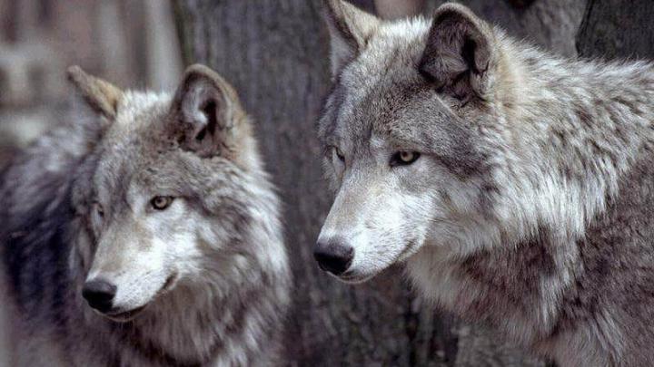 Wolf Wallpapers 1920x1080