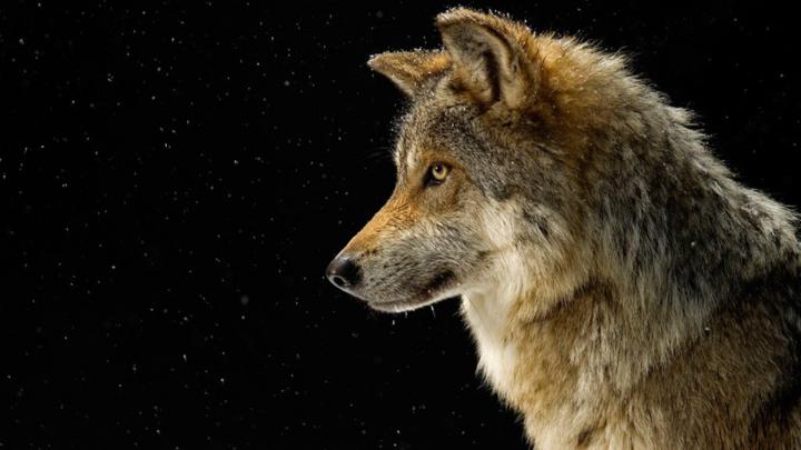 [39+] Wolf Wallpaper 1920x1080 