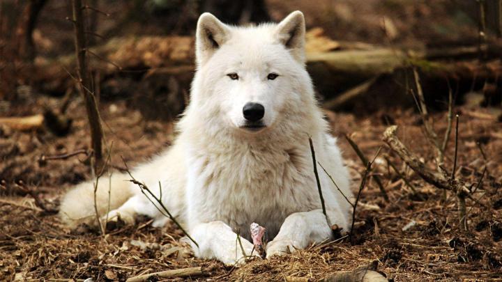 Wolf Wallpapers 1920x1080