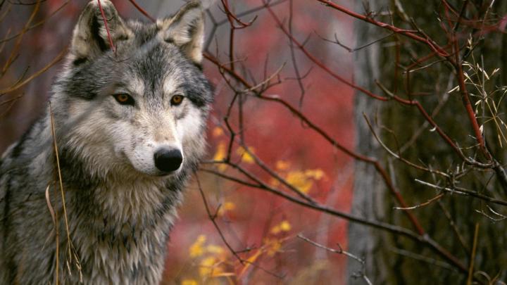[39+] Wolf Desktop Wallpaper Free 1920x1080 