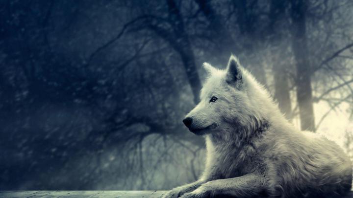 Wolf Wallpapers 1920x1080