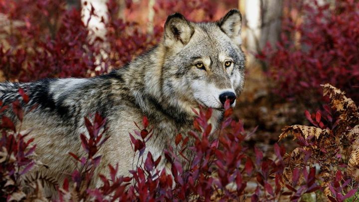 Wolf Wallpapers 1920x1080