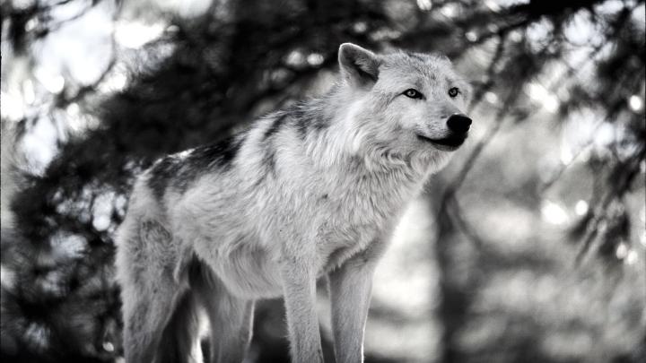 Hintergrundbild Pc Wolf ~ hintergrund free pic