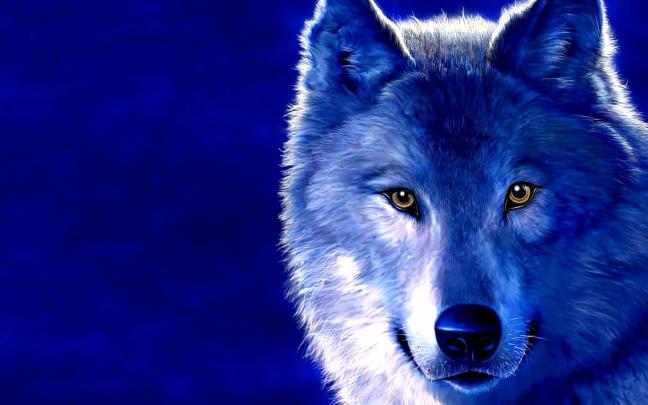 blue wolf wallpaper hd \u2013 Wallpapers Trend