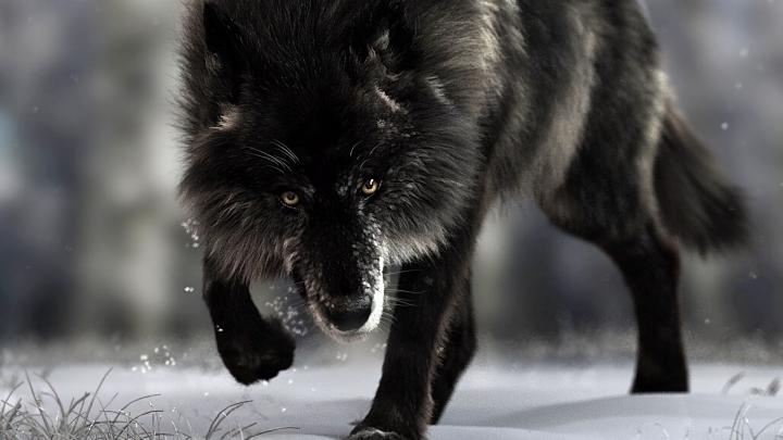22 Black Wolf Wallpapers - WallpaperBoat