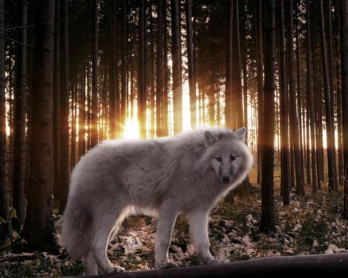 White Wolf Desktop Wallpapers - Top Free White Wolf Desktop Backgrounds 