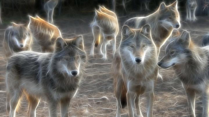 HD Wolf Wallpapers 1080p -