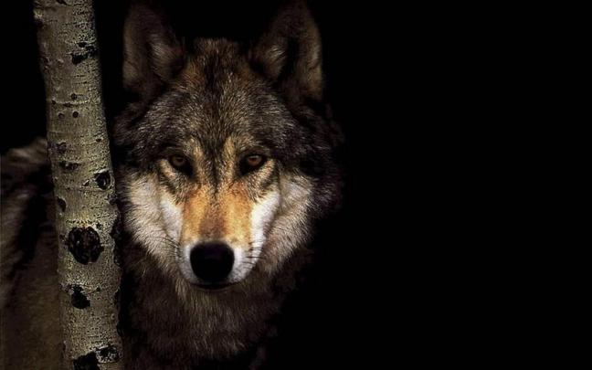 Black Wolf Wallpapers for Desktop -