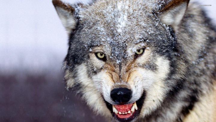 Wolf Wallpapers 1920x1080