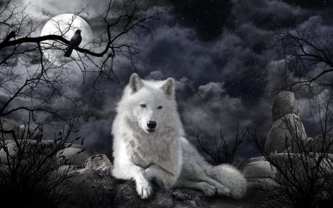 Raven and Wolf Wallpapers on WallpaperDog