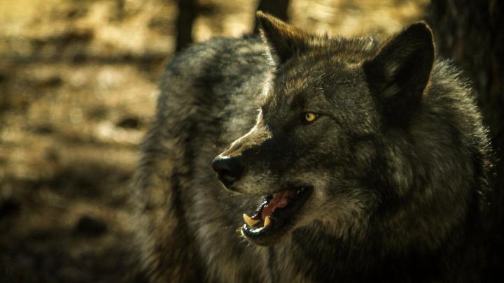 Wolf Desktop Wallpaper Free 1920x1080 -