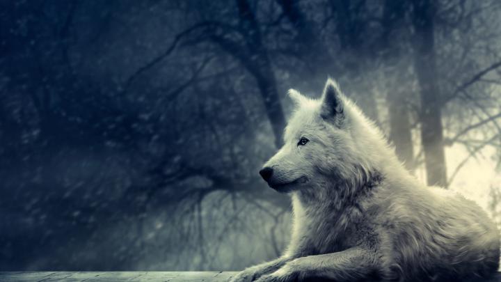 43+ 4K Wolf