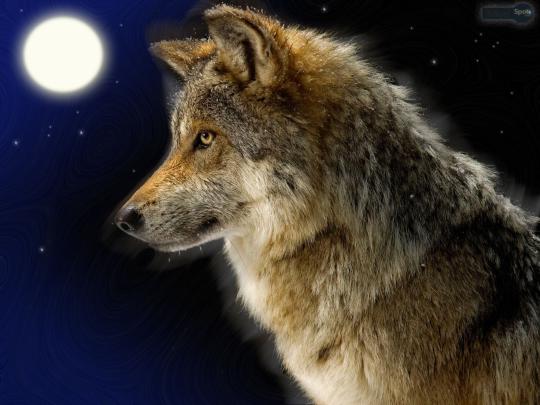 Earth Wolf Wallpapers - Top Free Earth Wolf Backgrounds - WallpaperAccess
