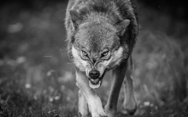 Wolf HD Wallpaper (77+ images)