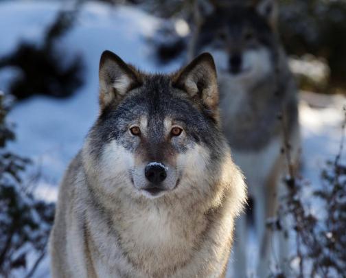 Wolf wallpaper by Samantha80 - df - Free on ZEDGE\u2122