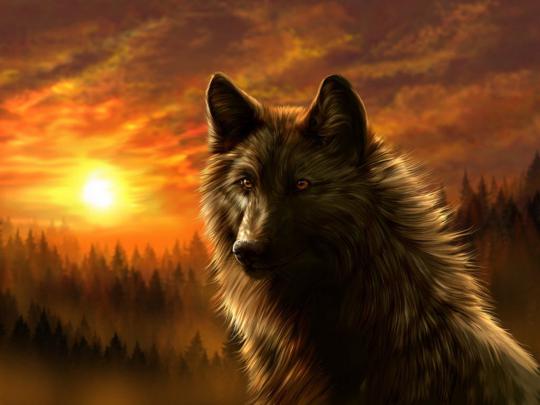Cool Black Wolf Wallpaper -