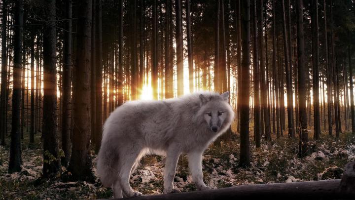 Timber Wolf Wallpaper (66+ images)