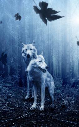 Wallpaper Wolf Hd