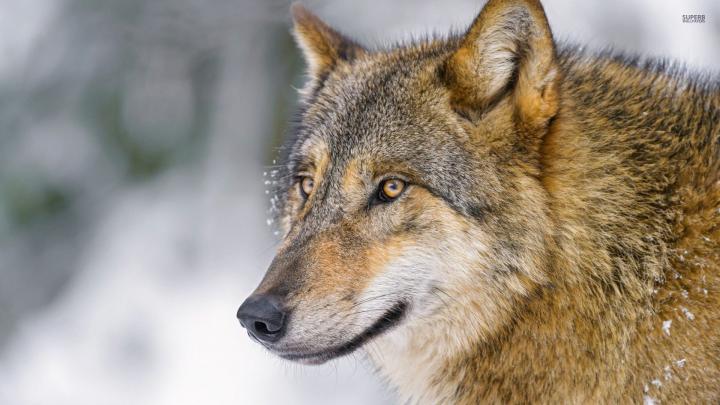 Wolf Wallpapers For Desktop -