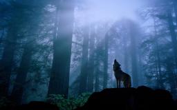 Wolf Wallpaper Hd 1920x1080