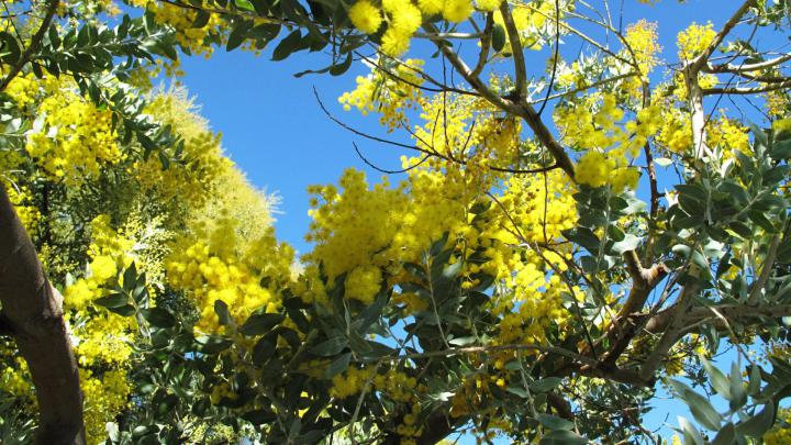 Download Wallpaper 1920x1080 mimosa, woolly, bright, branch, sky Full 