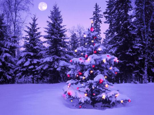wallpapers: Christmas Trees Wallpapers