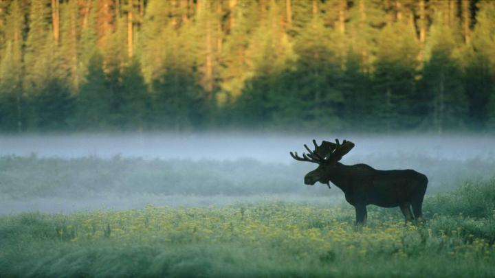 [40+] Yellowstone Wallpaper Widescreen 