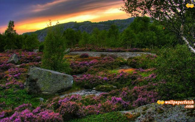 Wallpaper Fetch: Widescreen HD Nature Wallpapers 1920x1200