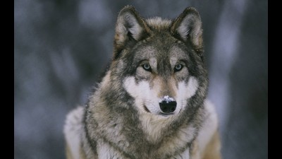 Wolf Wallpaper
